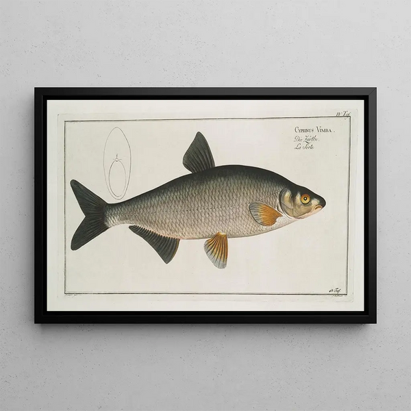 Cyprinus Vimba The Vimba - Marcus Elieser Bloch — framed artwork on a wall