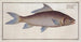 Cyprinus cirrhosus The cirrhosis carp - Marcus Elieser Bloch — artwork view