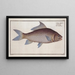 Cyprinus cirrhosus The cirrhosis carp - Marcus Elieser Bloch — framed artwork on a wall