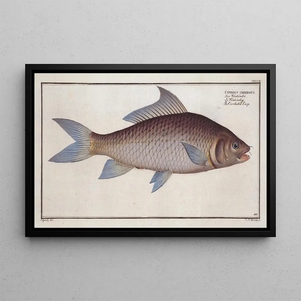 Cyprinus cirrhosus The cirrhosis carp - Marcus Elieser Bloch — framed artwork on a wall