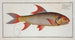 Cyprinus falcatus, the scythe carp - Marcus Elieser Bloch — artwork view