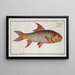 Cyprinus falcatus, the scythe carp - Marcus Elieser Bloch — framed artwork on a wall