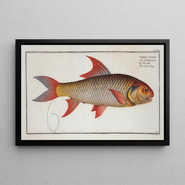 Cyprinus falcatus, the scythe carp - Marcus Elieser Bloch — framed artwork on a wall
