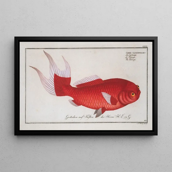 Cyprinus macrophthalmus le télescope - Marcus Elieser Bloch — framed artwork on a wall