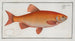 Cyprinus Orfus L'orf - Marcus Elieser Bloch — artwork view