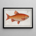 Cyprinus Orfus L'orf - Marcus Elieser Bloch — framed artwork on a wall