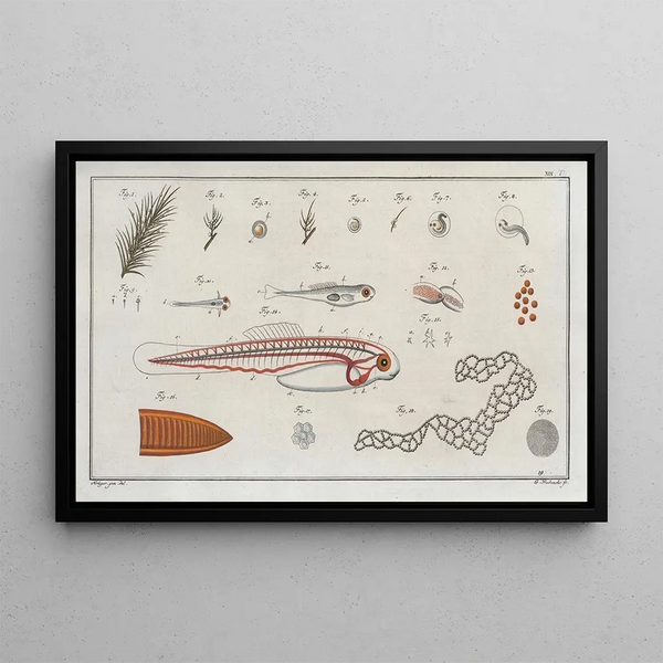 the method of making clorre fig. 119 - Marcus Elieser Bloch — framed artwork on a wall