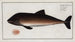 Delphinus Phocoena The Porpoise - Marcus Elieser Bloch — artwork view