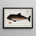 Delphinus Phocoena The Porpoise - Marcus Elieser Bloch — framed artwork on a wall