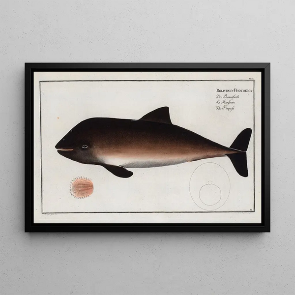 Delphinus Phocoena The Porpoise - Marcus Elieser Bloch — framed artwork on a wall