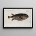 Diodon Atinga, the long Diodon - Marcus Elieser Bloch — framed artwork on a wall