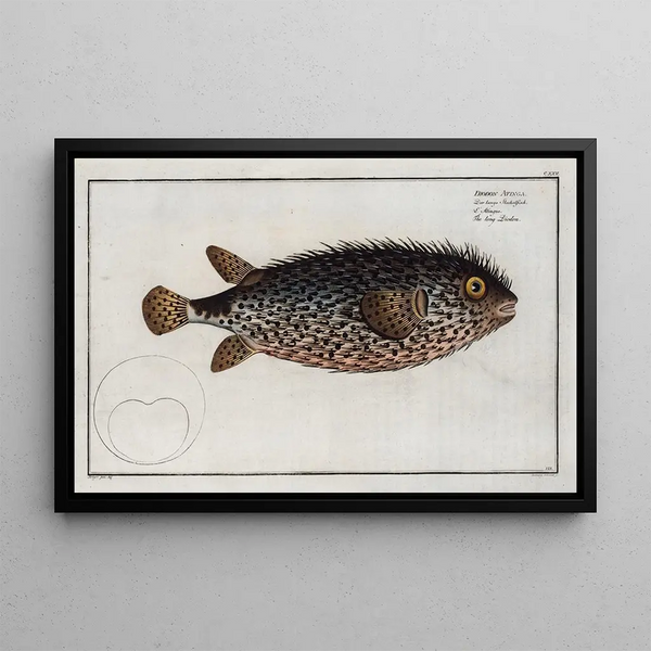 Diodon Atinga, the long Diodon - Marcus Elieser Bloch — framed artwork on a wall