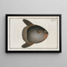 Diodon Mola, the sunfish - Marcus Elieser Bloch — framed artwork on a wall