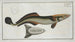Echeneis Neucrates The remora fish - Marcus Elieser Bloch — artwork view