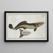 Echeneis Neucrates The remora fish - Marcus Elieser Bloch — framed artwork on a wall