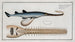Embryo of a sawfish Pristis, the sawfish - Marcus Elieser Bloch — artwork view