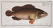 Epinephelus Afer, the African Zander - Marcus Elieser Bloch — artwork view