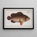Epinephelus Afer, the African Zander - Marcus Elieser Bloch — framed artwork on a wall