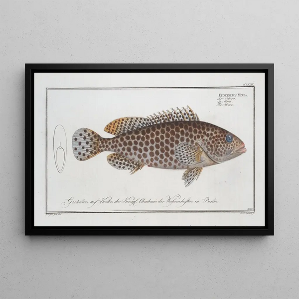 Epinephelus Merra Le Merra - Marcus Elieser Bloch — framed artwork on a wall
