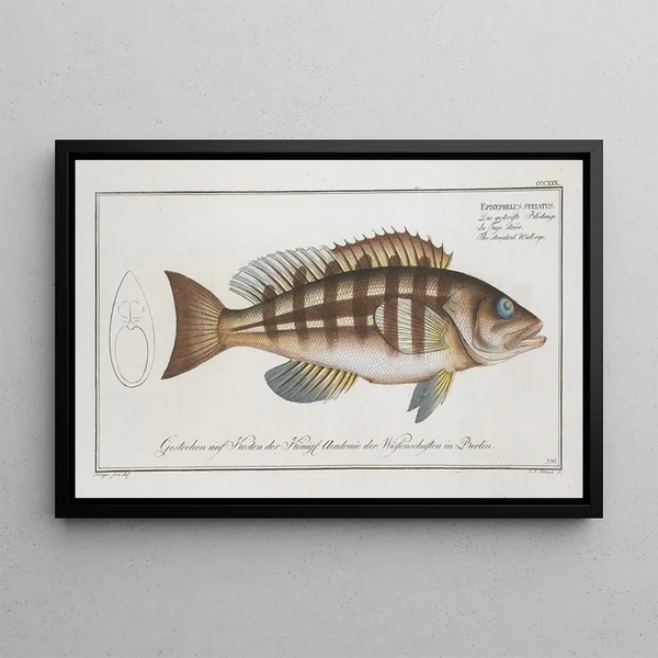 Epinephelus striatus The Striped Grouper - Marcus Elieser Bloch — framed artwork on a wall