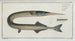 Esox belone The Pike - Marcus Elieser Bloch — artwork view