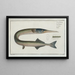 Esox belone The Pike - Marcus Elieser Bloch — framed artwork on a wall