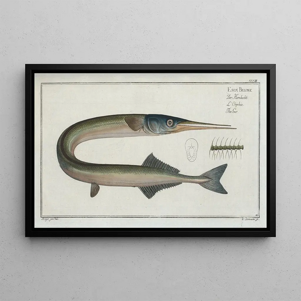 Esox belone The Pike - Marcus Elieser Bloch — framed artwork on a wall