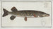 Esox Lucius The Pike - Marcus Elieser Bloch — artwork view