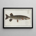Esox Lucius The Pike - Marcus Elieser Bloch — framed artwork on a wall