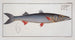 Esox Sphyraena, the sea pike - Marcus Elieser Bloch — artwork view
