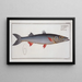 Esox Sphyraena, the sea pike - Marcus Elieser Bloch — framed artwork on a wall