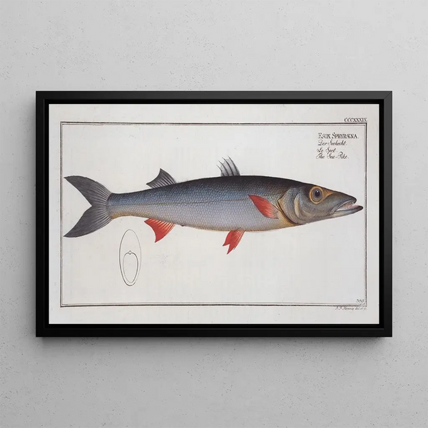 Esox Sphyraena, the sea pike - Marcus Elieser Bloch — framed artwork on a wall