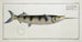 Esox brasiliensis The Under-Sword - Marcus Elieser Bloch — artwork view