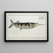 Esox brasiliensis The Under-Sword - Marcus Elieser Bloch — framed artwork on a wall