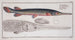 Esox osseus, le poisson-gar - Marcus Elieser Bloch — artwork view