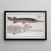 Esox osseus, le poisson-gar - Marcus Elieser Bloch — framed artwork on a wall
