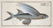 Exocoetus Mesogaster The flying fish with median spines - Marcus Elieser Bloch — artwork view