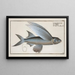 Exocoetus Mesogaster The flying fish with median spines - Marcus Elieser Bloch — framed artwork on a wall