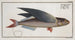 Exocoetus evolans The flying fish - Marcus Elieser Bloch — artwork view