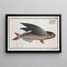 Exocoetus evolans The flying fish - Marcus Elieser Bloch — framed artwork on a wall