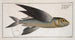 Exoecoetus exsiliens L'hirondelle - Marcus Elieser Bloch — artwork view