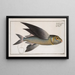 Exoecoetus exsiliens L'hirondelle - Marcus Elieser Bloch — framed artwork on a wall