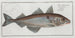 Gadus Aeglefinus The Haddock - Marcus Elieser Bloch — artwork view