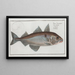 Gadus Aeglefinus The Haddock - Marcus Elieser Bloch — framed artwork on a wall