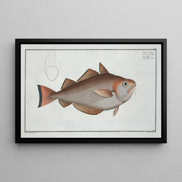 Gadus Barbatus The whiting - Marcus Elieser Bloch — framed artwork on a wall