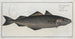 Gadus Carbonarius The place black - Marcus Elieser Bloch — artwork view
