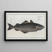 Gadus Carbonarius The place black - Marcus Elieser Bloch — framed artwork on a wall