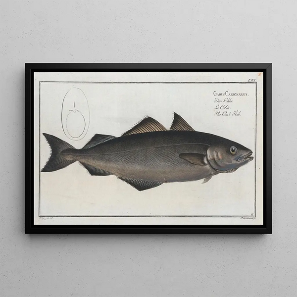 Gadus Carbonarius The place black - Marcus Elieser Bloch — framed artwork on a wall