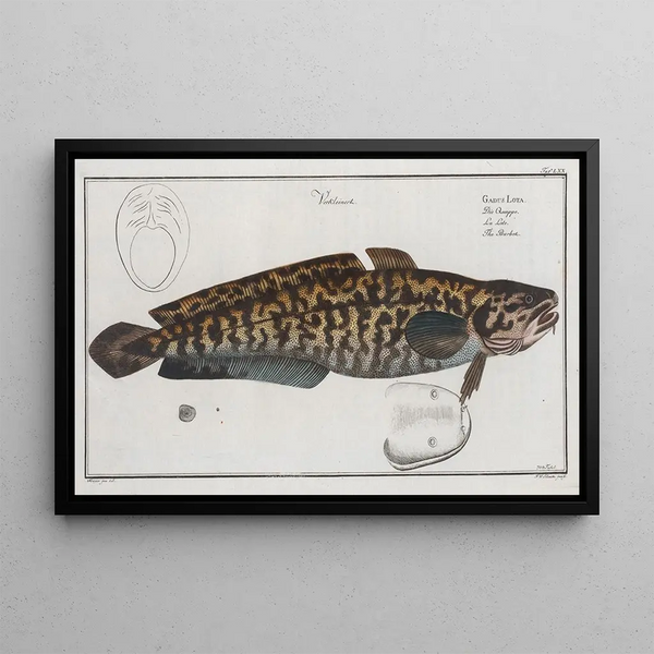 Gadus Lota La Lotte - Marcus Elieser Bloch — framed artwork on a wall