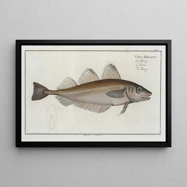 Gadus merlangus, the whiting - Marcus Elieser Bloch — framed artwork on a wall